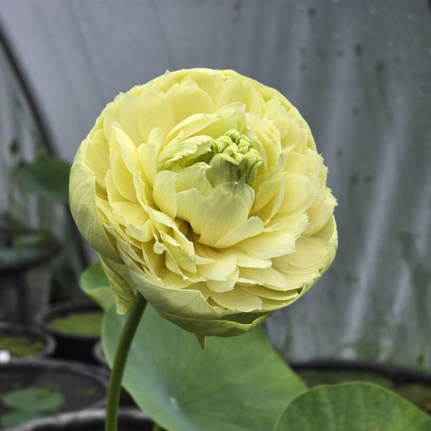 Nelumbo Lemon & Lime