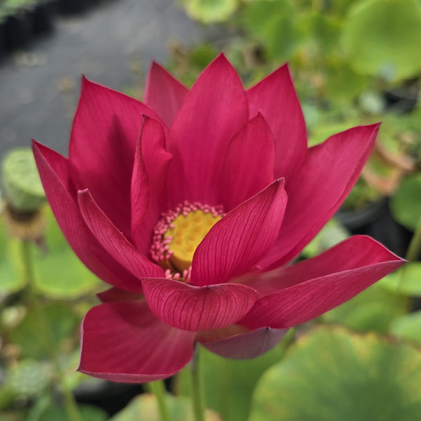 Nelumbo Slim Red Fingers 13  红纤指13