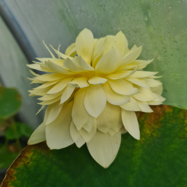 Nelumbo Golden Builder 振国黄