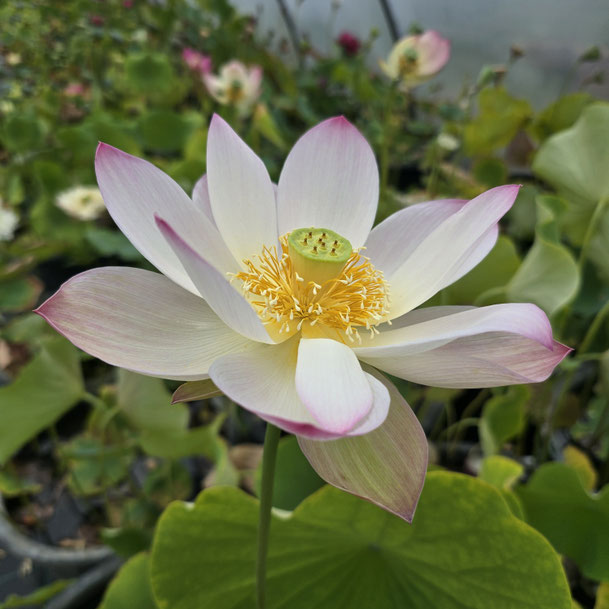 Nelumbo Ancient China