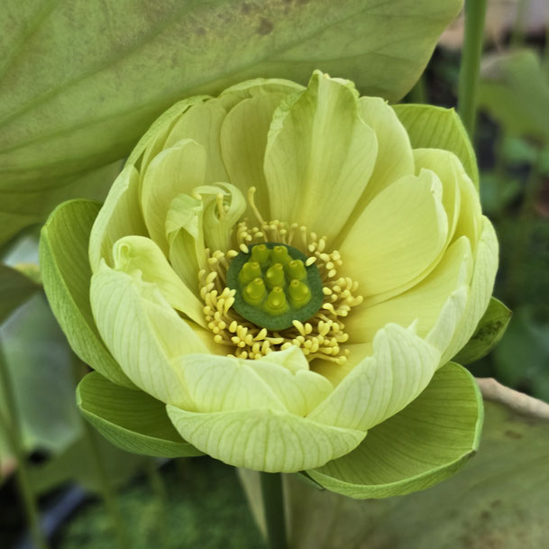 Nelumbo Jade in Jinling