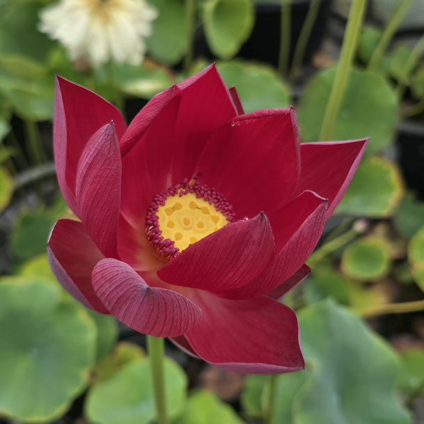 Nelumbo Qinhuai Fishing  秦淮渔火