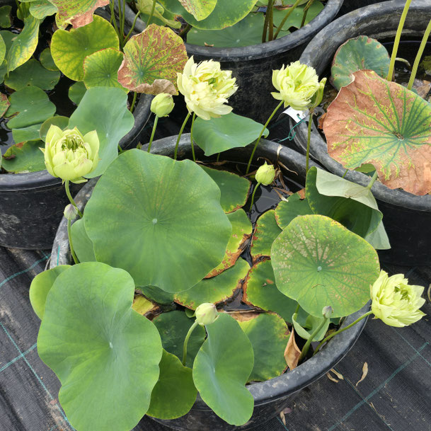 Nelumbo Qinhuai Misty Rain 秦淮烟雨