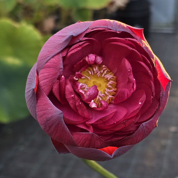 Nelumbo Zi Rui