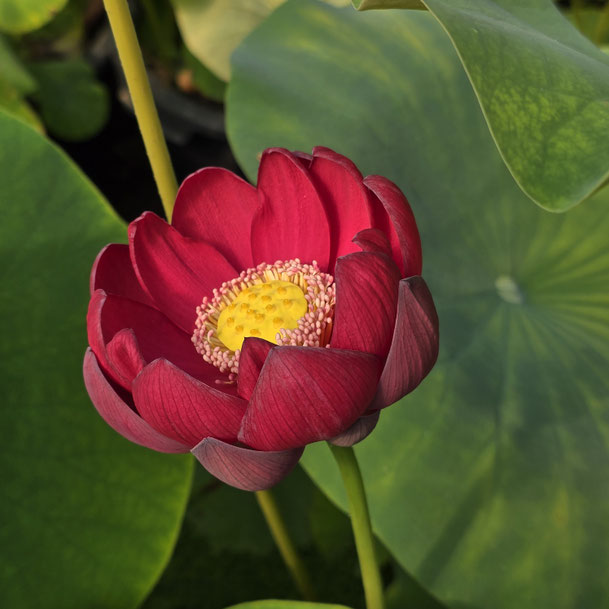 Nelumbo Flare in Heavenly Lake  瑶池火苗