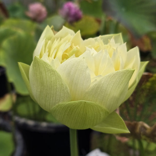 Nelumbo Golden Builder 振国黄
