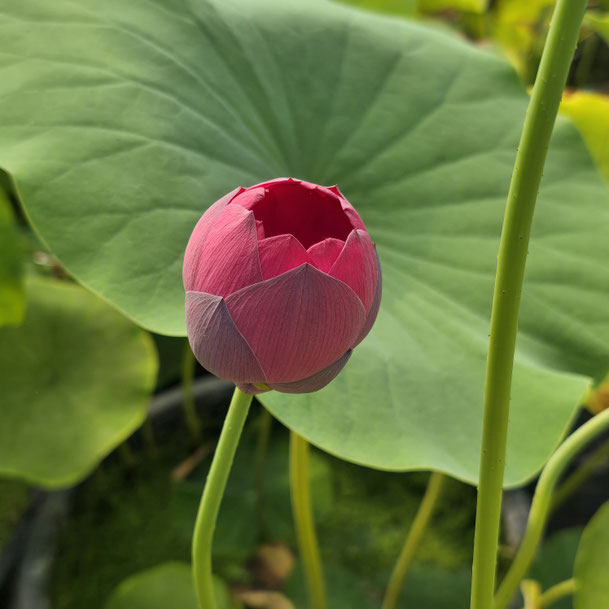 Nelumbo ZI-2017-2