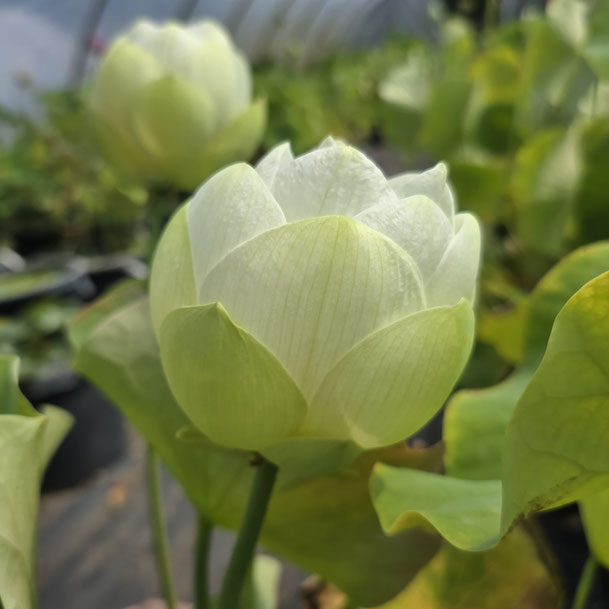 Lotos Nelumbo Shin'nyoren