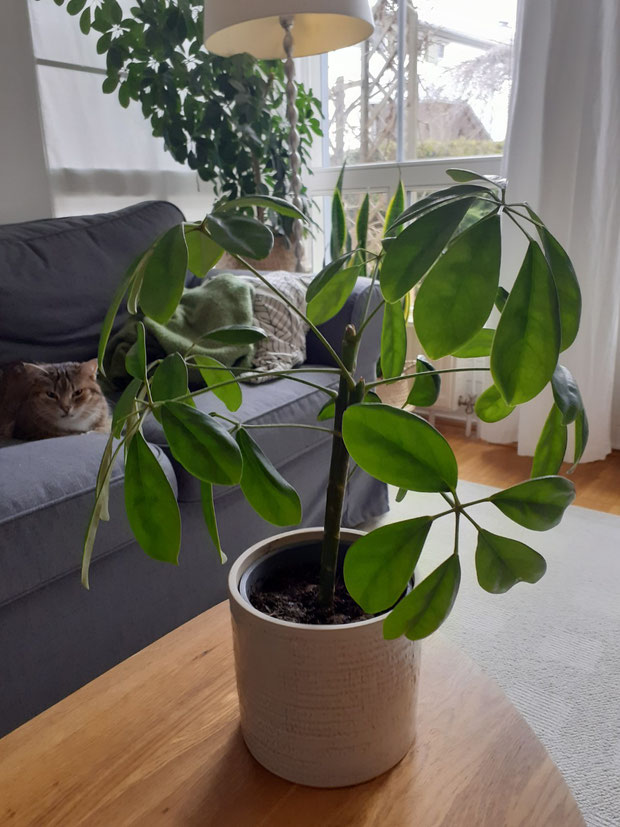 a new plant offshoot and a well-fed cat in the background