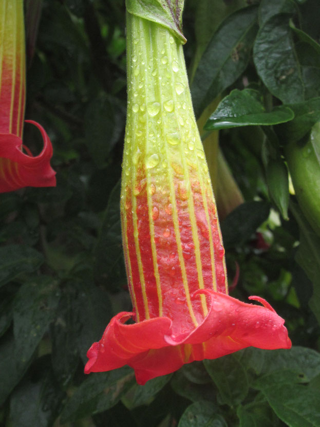 Seltene Brugmansia volcanicola (Engelstrompete)