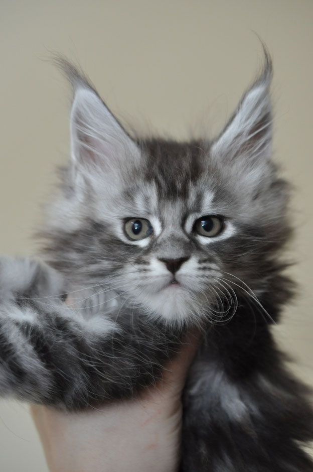 Available Maine Coon Kittens for Sale - European Maine ...