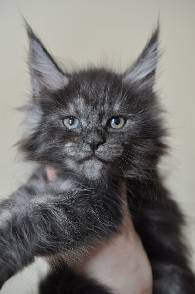 Black Smoke Maine Coon