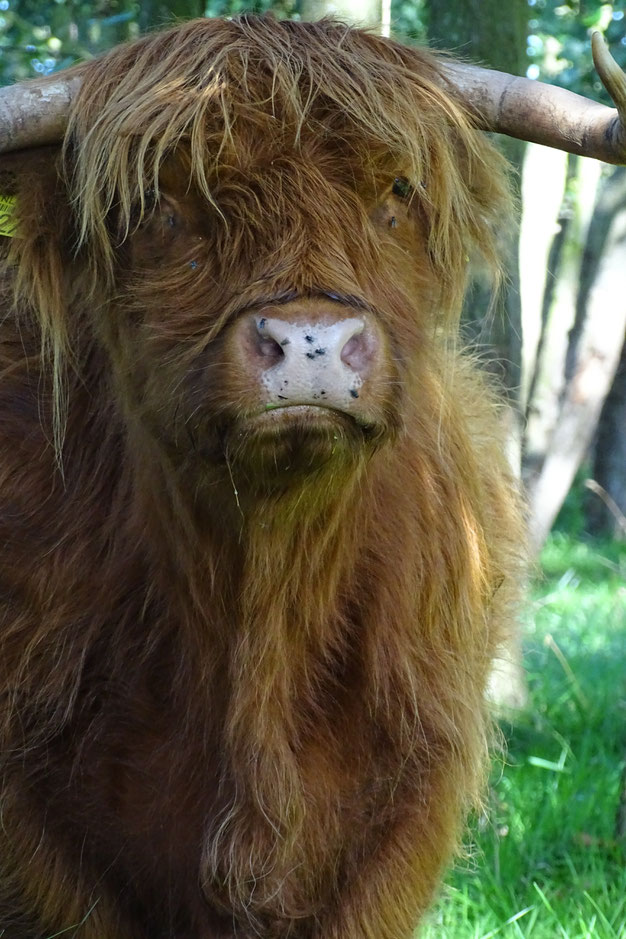 grote grazers fotograferen - harige koeien