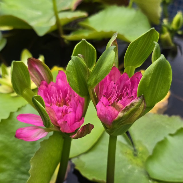 Nymphaea Indian Goddess Pink