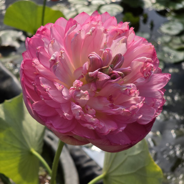 Nelumbo Hong Thai Lian