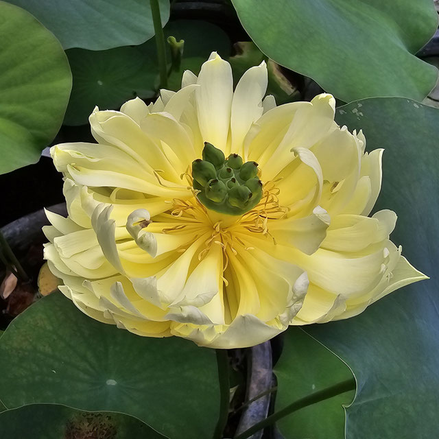 Nelumbo Linting Chunai