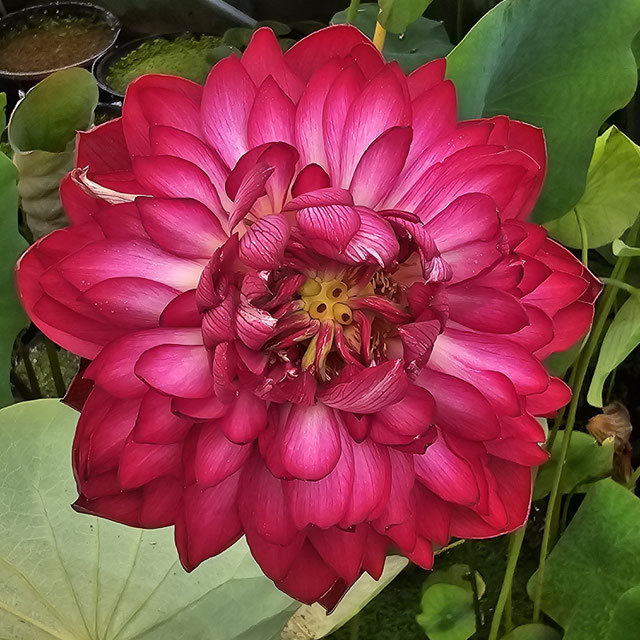 Nelumbo Happy Eyes