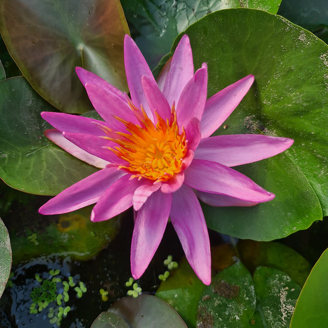 Nymphaea Violicious Pink