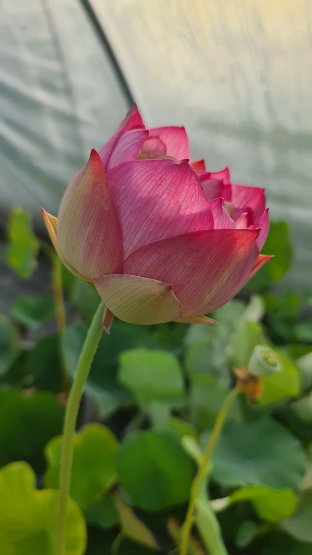 Nelumbo Lotusland's Rising Star