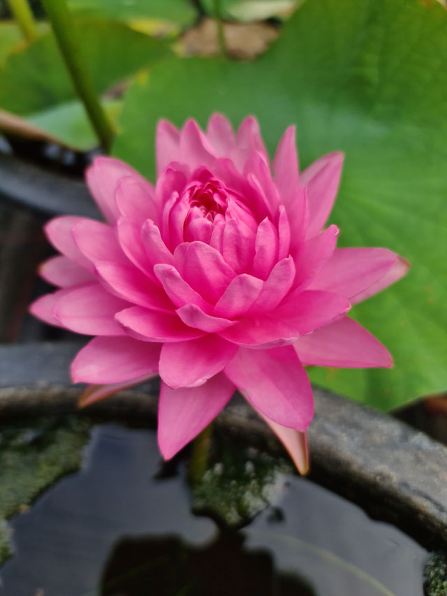 Nymphaea Manickam