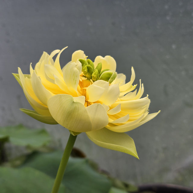 Nelumbo Linting Chunai