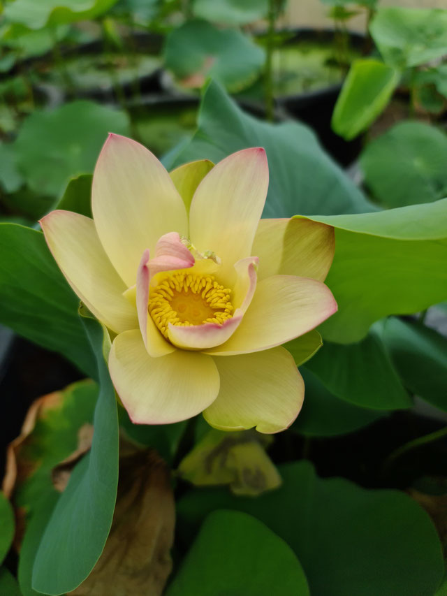 Nelumbo Ai Jiangnan