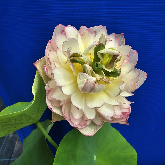 Nelumbo Xin Jin Xia / Pink Brocade