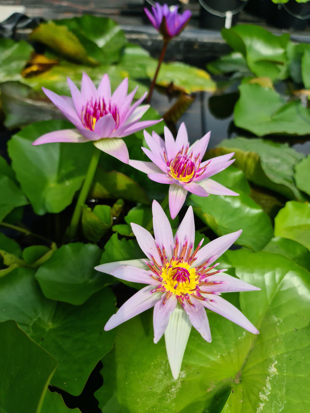 Nymphaea colorata pink