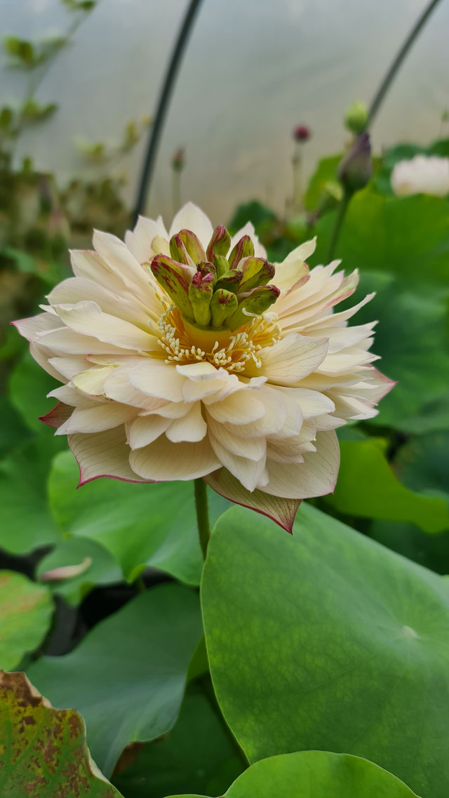 Nelumbo Pulse Feelings