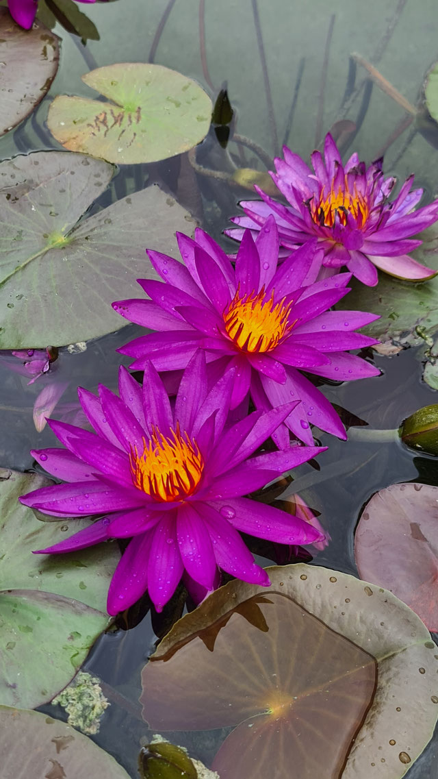 Nymphaea Violicious