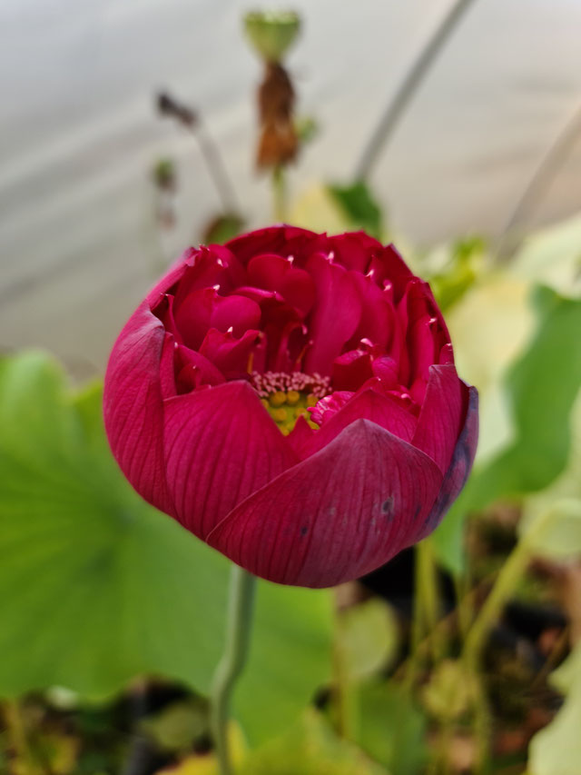 Nelumbo Red River