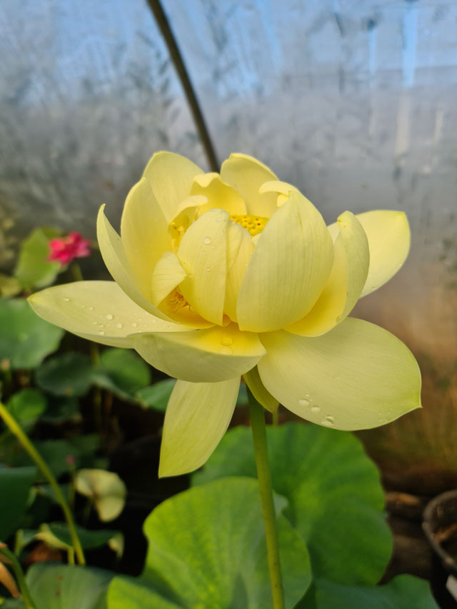 Nelumbo Gold Autumn