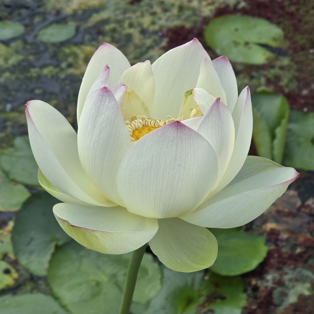 Nelumbo Ken's Dream