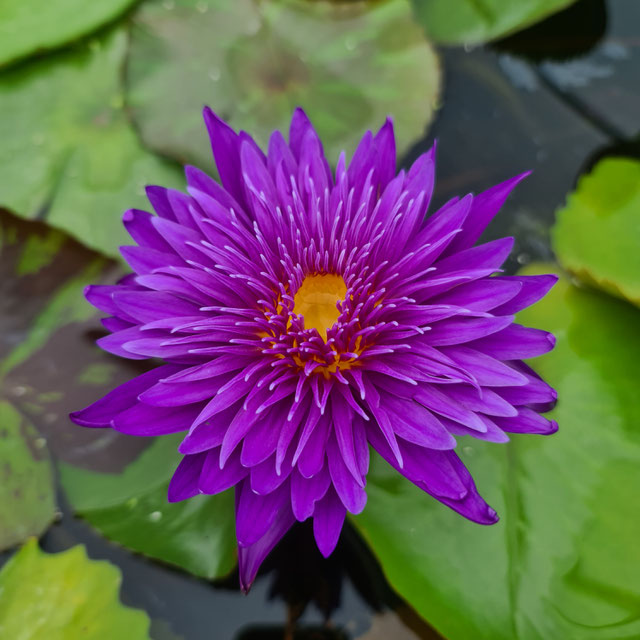 Nymphaea Galaxy