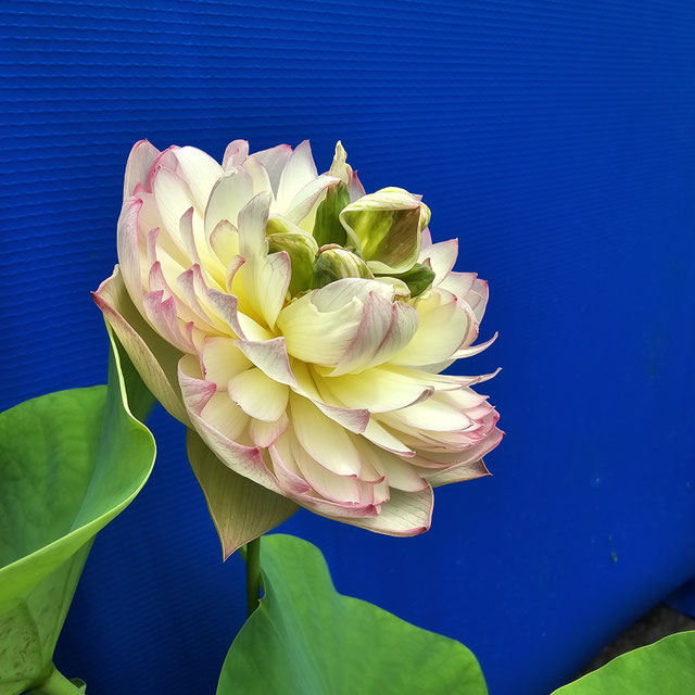 Nelumbo Xin Jin Xia / Pink Brocade