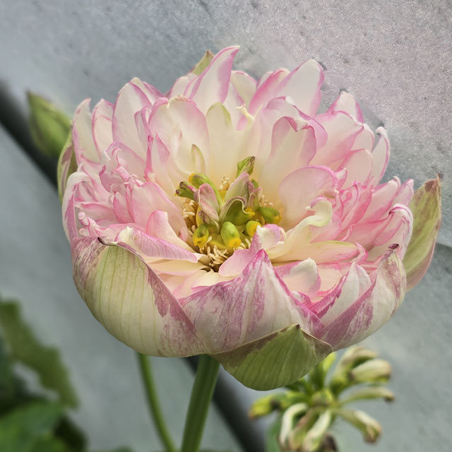 Nelumbo Gold Splash Hibiscus