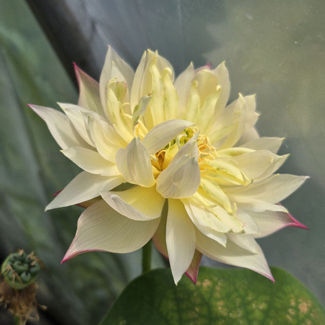 Nelumbo Valentine's Day