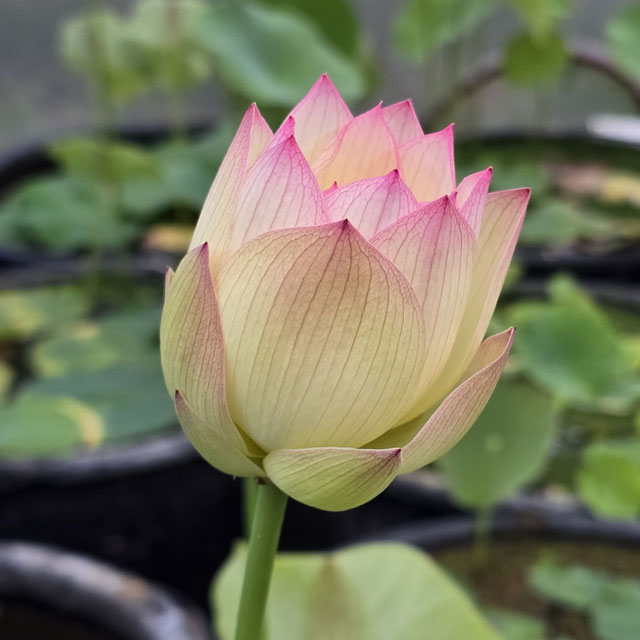 Nelumbo Splendid Sunset