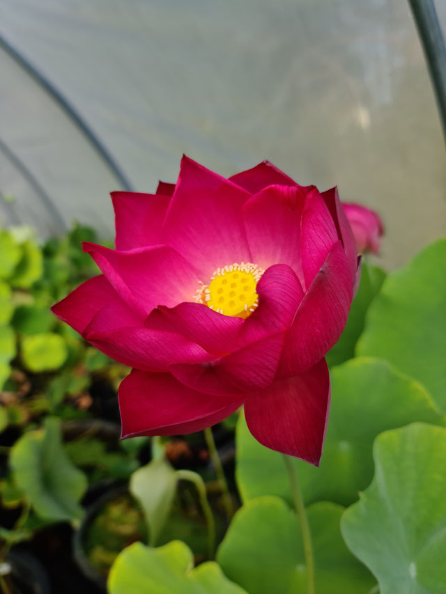 Nelumbo Lotusland's Ruby