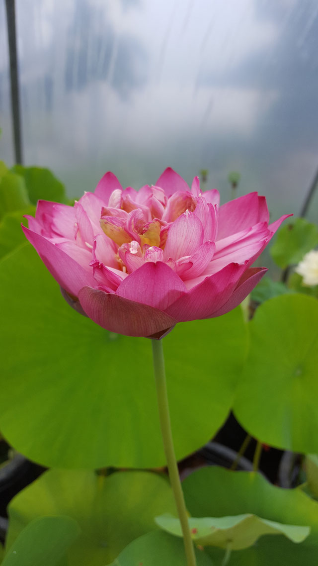 Nelumbo Rainbow Brocade