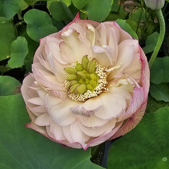 Nelumbo Pulse Feelings