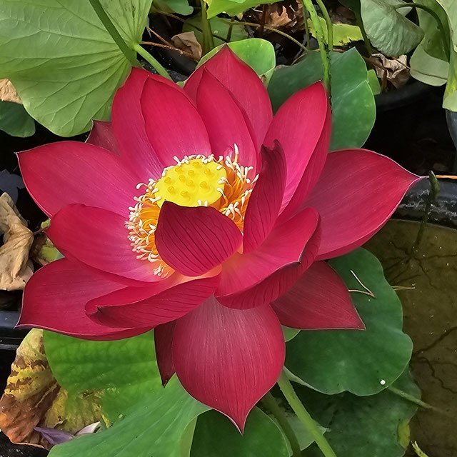 Nelumbo Red Calendula