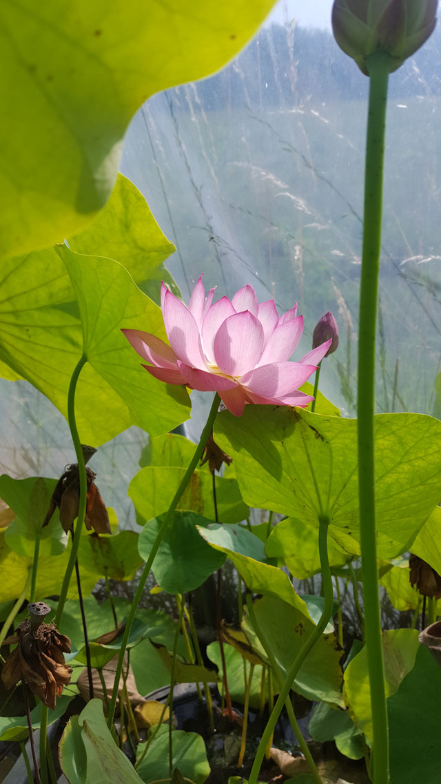 Nelumbo Lotusland's Shining