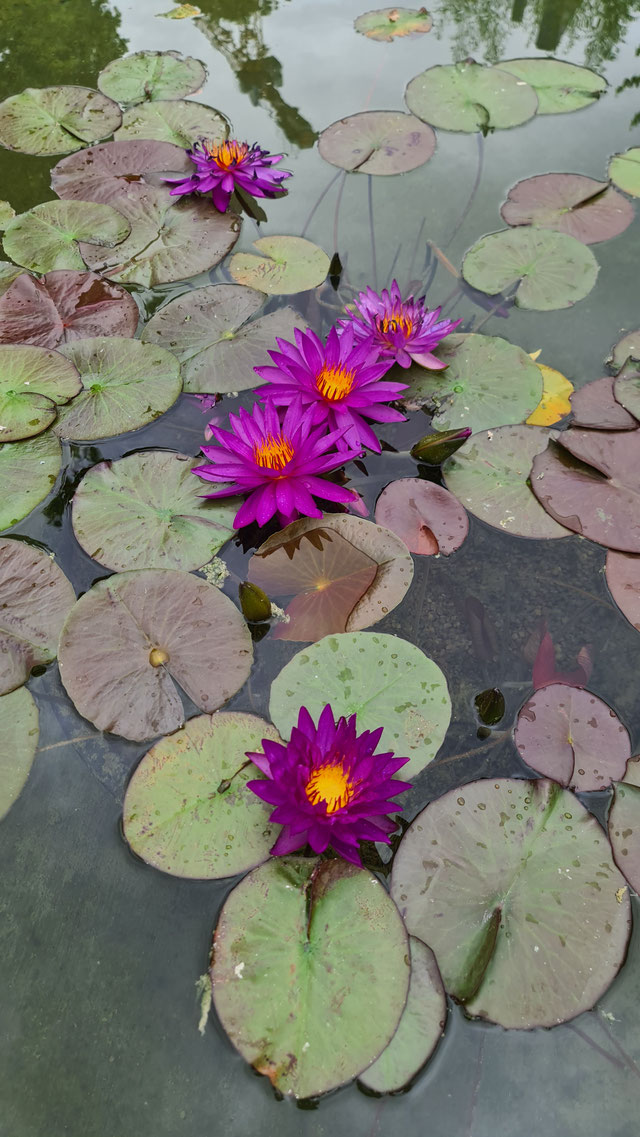 Nymphaea Violicious