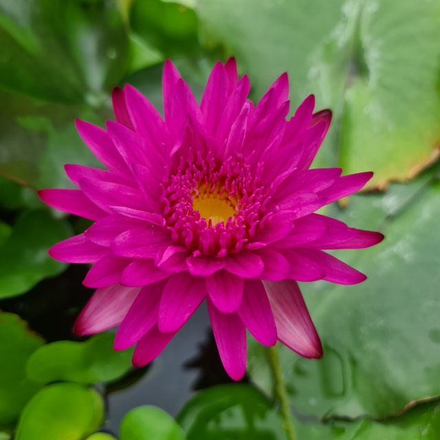 Nymphaea Bull's Eye