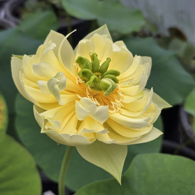 Nelumbo Linting Chunai
