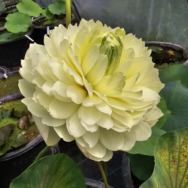 Nelumbo Lemon & Lime