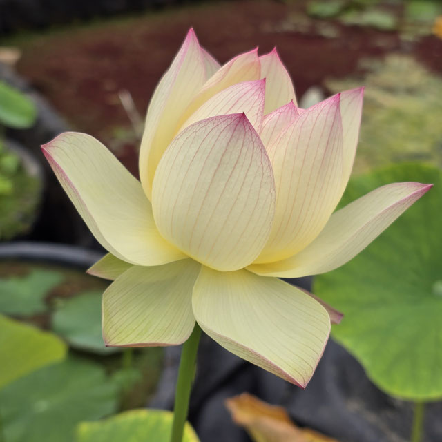 Nelumbo Splendid Sunset