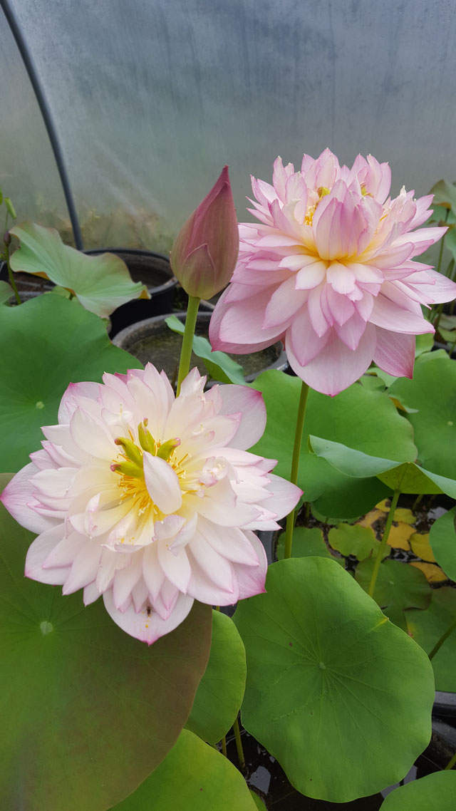 Nelumbo Peach Garden in Autumn