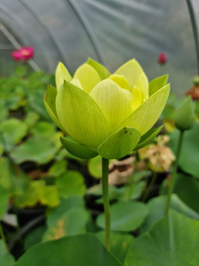 Nelumbo Jade in Jinling